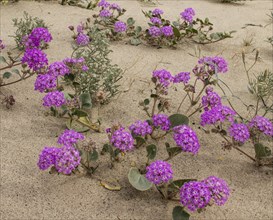 Flowery sand-dunes with Sand Verbena