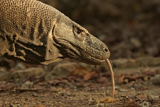 Komodo Dragon (Varanus komodoensis)