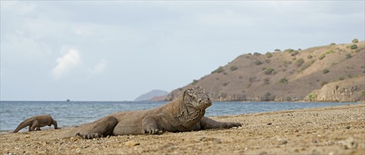 Komodo Dragons (Varanus komodoensis)