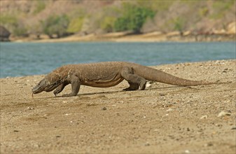 Komodo Dragon (Varanus komodoensis)