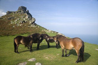 Exmoor ponies at the Valley of Rocks