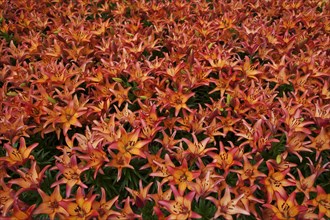 Flowerbed with flowering Orange Lilies or Fire Lilies (Scadoxus multiflorus)