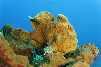 Giant frogfish (Antennarius commersonii) sitting on the coral reef sponge