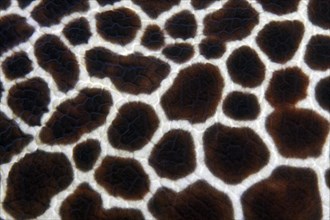 Honeycomb Moray or Laced Moray (Gymnothorax favagineus)