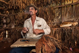 Tobacco farmer smoking a cigar in a tobacco shed