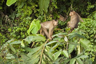 Southern Pig-tailed Macaques (Macaca nemestrina)