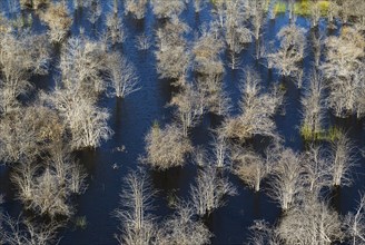 Dead Mopane Trees (Colophospermum mopane) in a freshwater marsh