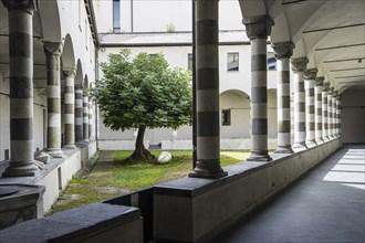 Courtyard with fig tree