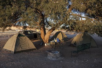 Tents under a Camel Thorn tree (Vachellia erioloba) in Sesriem Camp