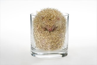 Albino African white-bellied hedgehog rolled up in a glass