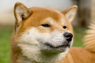 Shiba Inu