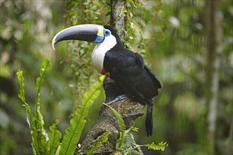 White-throated toucan (Ramphastos tucanus)