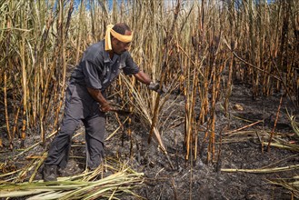 Worker harvesting sugar cane by hand