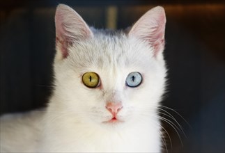 Turkish Van cat with different colored eyes