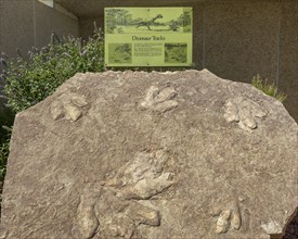 Fossilized dinosaur tracks in front of the Carl Hayden Visitor Center