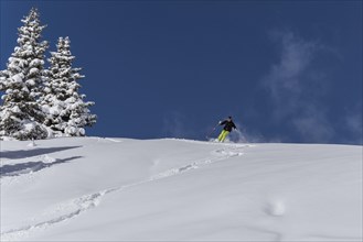 Skier in powder snow