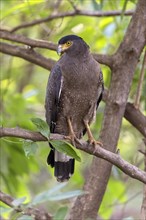 Crested serpent eagle (Spilornis cheela)