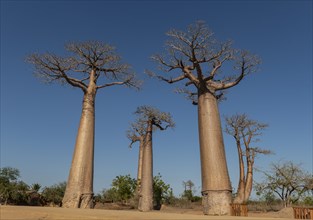 Baobab Avenue (Adansonia grandidieri) in West Madagascar