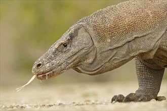 Komodo Dragon (Varanus komodoensis)