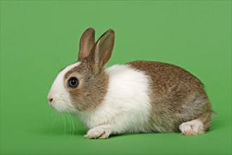 Dutch rabbit