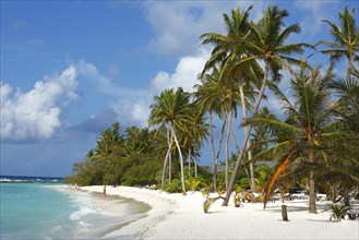 Beach with palm trees on the Indian Ocean