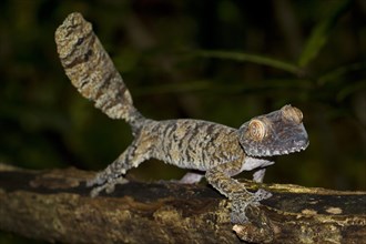 Common Flat-tail Gecko (Uroplatus fimbriatus)
