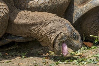 Aldabra giant tortoise (Aldabrachelys gigantea) feeding