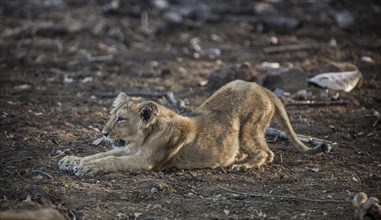 Asiatic lion (Panthera leo persica) cub stretching