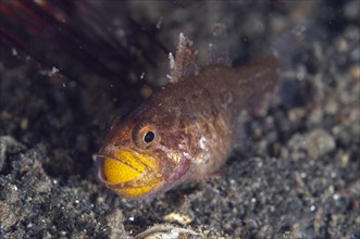 Weed Cardinalfish (Foa brachygramma) adult