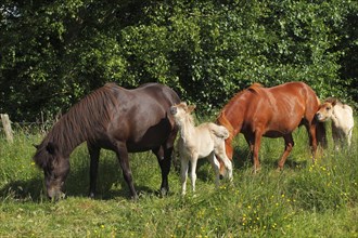 Mares with foals