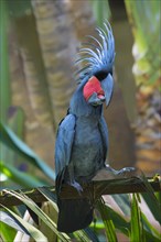 Palm Cockatoo or Great Palm Cockatoo (Probosciger aterrimus)