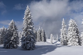 Snow covered trees on the mountain
