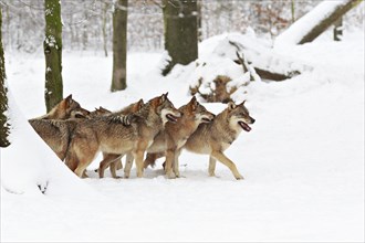 Wolves (Canis lupus) in the snow