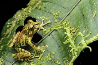 Neotropical frog (Pristimantis eriphus)