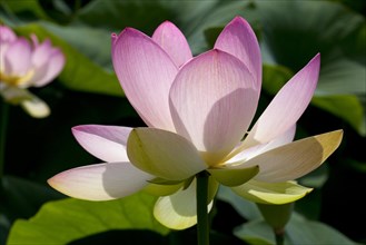 Indian Lotus (Nelumbo nucifera) flower