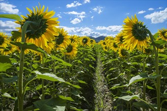 Field of giant yellow sunflowers in full bloom