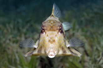 Humpback turretfish (Tetrosomus gibbosus)