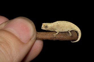 Mount d'Ambre Leaf Chameleon (Brookesia tuberculata) on a twig which is held by a hand