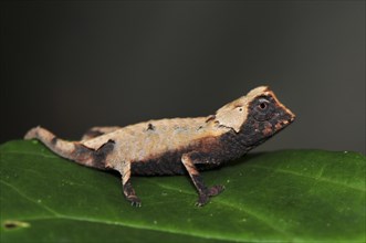 Decary's Leaf Chameleon (Brookesia decaryi) in dry forest