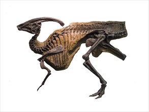Skeleton of a Parasaurolophus