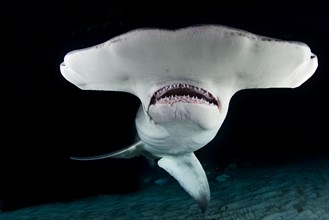 Great hammerhead shark (Sphyrna mokarran) at night