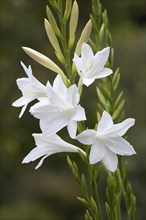 Watsonia (Watsonia borbonica)