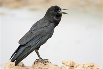 Cape Crow (Corvus capensis) adult