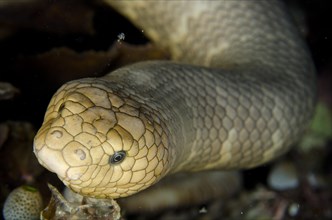 Olive Sea Snake (Aipysurus laevis)