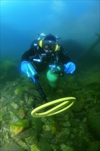 Diver with metal detector searching for underwater treasure