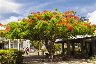 Flowering tamarind tree (Tamarindus indica) in Nelson's Dockyard