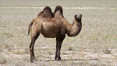Bactrian Camel (Camelus ferus)