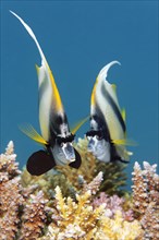 Two Red Sea bannerfish (Heniochus intermedius) over coral reef