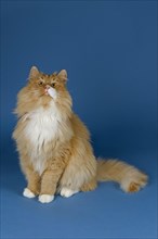 Norwegian Forest Cat