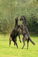 Two young horses fighting
